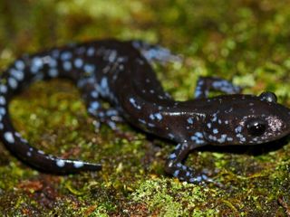 In the snow, these salamanders get supercool
