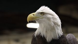 River Action Bald Eagle Days booth teaches conservation