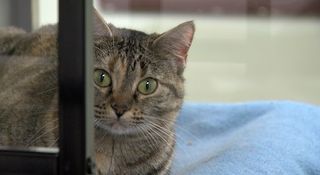 Saving our Shelters: A look inside area shelters as overcrowding reaches new highs and how you can help heading into the new year