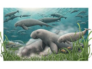 Meet five new species discovered in 2025