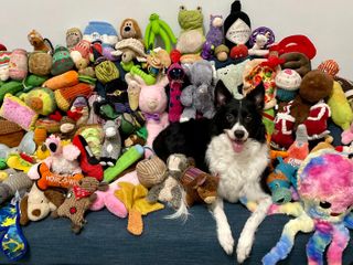 These dogs can learn new words just by eavesdropping