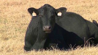 How will the new food pyramid affect QCA farmers?