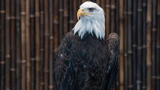  4th Annual LeClaire Eagle Fest to be held 