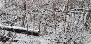 Snowy period ahead for the Quad Cities