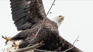 The Heart of the Story: Capturing eagles in action