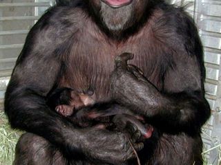 Opinion: Remembering Ai, a remarkably intelligent chimpanzee