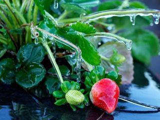 Parts of Florida receive rare snowfall as freezing temperatures linger