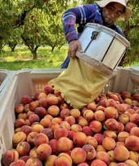 Illinois growers call new H-2A rule 'step in the right direction'