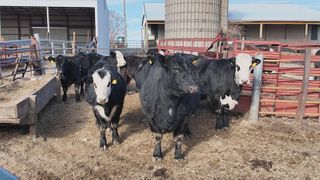  Farmers prepare livestock for cold weather