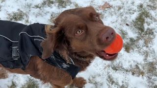  Tips for protecting your pets from the cold