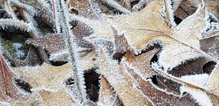 Few more frosty, cold days followed by a warming trend