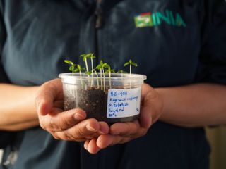 In the world's driest desert, Chile freezes its future to protect plants