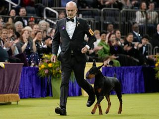 Penny the Doberman pinscher wins the 150th Westminster dog show