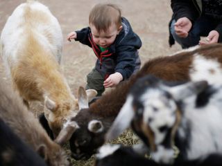 Here's looking at you, kid: How the term for a young goat made the leap to children