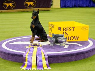 Photos: Scenes from the 150th Westminster Dog Show