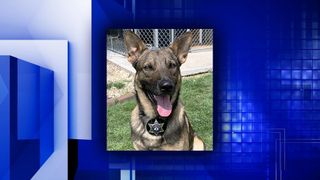 Galesburg Police Department's K9 Zeus retires