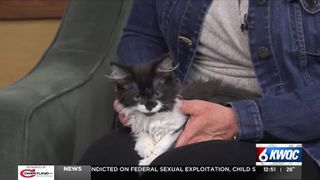  Adoptable pet: Meet Bugs