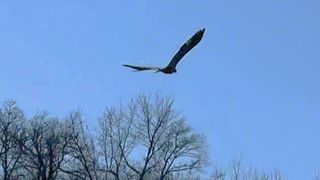 WATCH: Eagle released back into the wild in the QCA