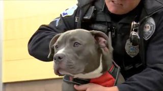 Davenport police officer saves nine-month-old puppy, then adopts him