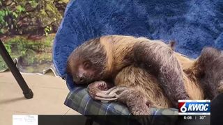  Critters, ice carving and family fun highlight ‘Flock to the Rock’