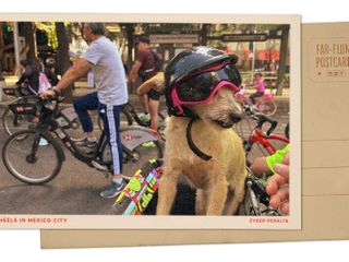 Greetings from Mexico City's iconic boulevard, where a dog on a bike steals the show