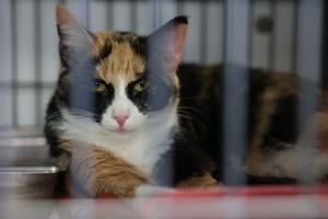 Davenport aldermen want meeting with Humane Society, city staff after breakdown in negotiations