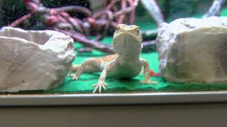 QCA pet store will pay 'tribute' to your ex for Valentine's Day