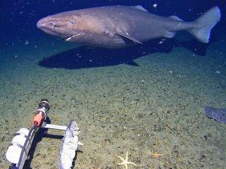 Surprise shark caught on camera for first time in Antarctica's near-freezing deep