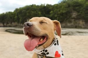 Random act of kindness gives Quad-Cities dog a chance to run again