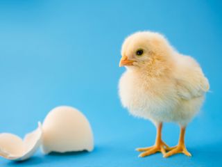 Baby chicks link certain sounds with shapes, just like humans do