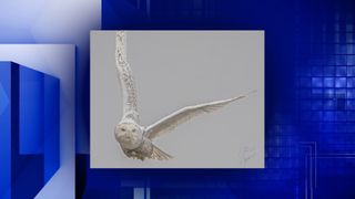 The Heart of the Story: Guess whooo's looking for snowy owls?