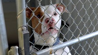 Overflow in QCA animal shelters continues to be a problem