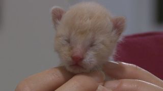 Abandoned kittens find second chance through foster care