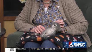  Tuesday’s adoptable pet: Meet Muffin