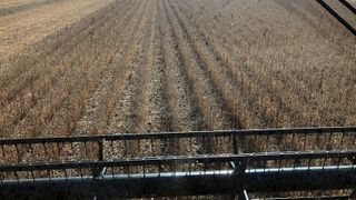  Illinois soybean farmers welcome federal aid, but fear long-term trade damage