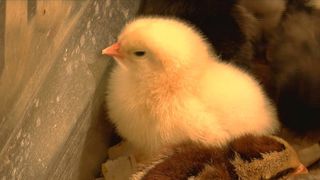 Spring is here early: Baby chicks arrive in Davenport
