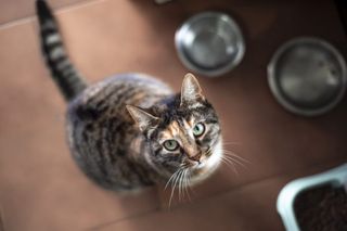 Recall for cat food sold in Illinois expanded over risk of serious illness