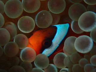 Peer pressure can make this clownfish change its stripes