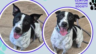  Tuesday’s adoptable pet: Meet Sparky