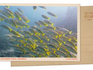 Greetings from Southwest Papua, which has some of the world's richest marine biodiversity