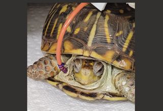 Oneida the turtle, recovering from extensive surgery, returns to Nahant Marsh, Davenport