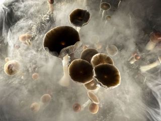 A dose of psilocybin helps smokers quit in new study