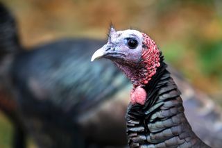 Illinois announces wild turkey harvest totals