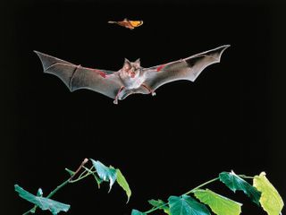 Vaccinating bats could be good for people. But how do you vaccinate a bat?