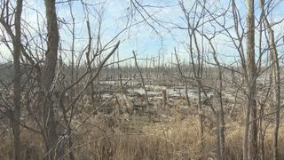 Augustana College, Rock Island partner on Milan Bottoms ecological survey