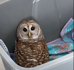 WATCH: Iowa rescue group, sheriff's office, save, release owl found in roadway