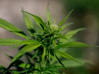 Sparse evidence for cannabis to treat mental health conditions highlights research gap