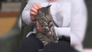  Tuesday’s adoptable pet: Meet Patrick