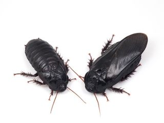 These roaches form exclusive long-term relationships after eating each other's wings
