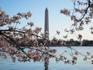 As D.C.'s cherry blossom trees near peak bloom, here's a guide to their history